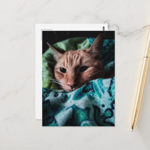 Mooie Cute Schattige Tabby Kat Briefkaart