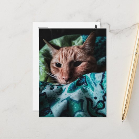 Mooie Cute Schattige Tabby Kat Briefkaart (Voorkant / Achterkant in situ)
