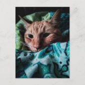Mooie Cute Schattige Tabby Kat Briefkaart (Voorkant)