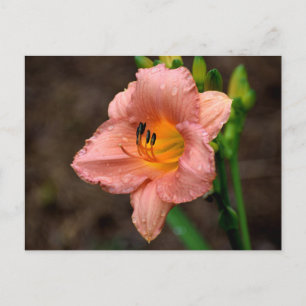 Mooie Dagelijkse Bloem Briefkaart