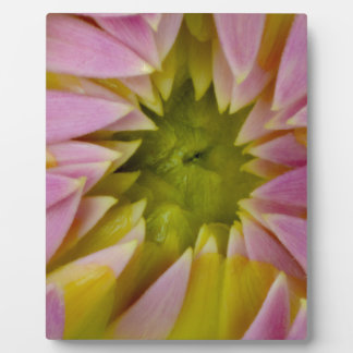 Mooie Dahlia Fotoplaat