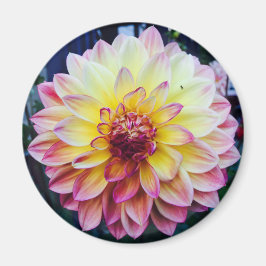 Mooie Dahlia op een magneet