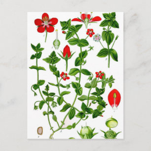 Mooie Dainty rode lente bloem Briefkaart
