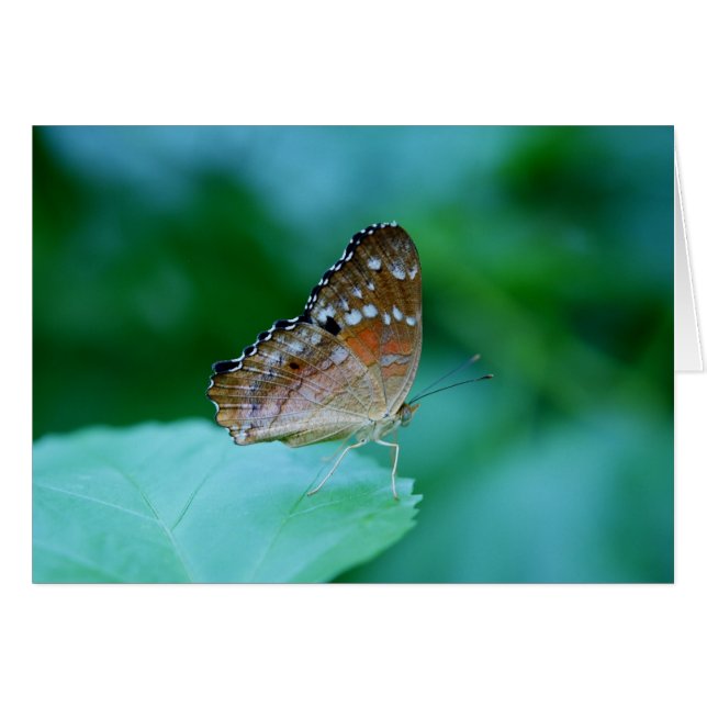 Mooie Danaus Plexippus Butterfly op Leaf. (Voorkant Horizontaal)