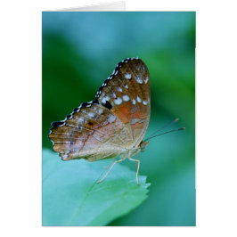 Mooie Danaus Plexippus Butterfly op Leaf.