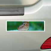 Mooie Danaus Plexippus Butterfly op Leaf. Bumpersticker (Op auto)