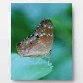 Mooie Danaus Plexippus Butterfly op Leaf. Fotoplaat (Voorkant)