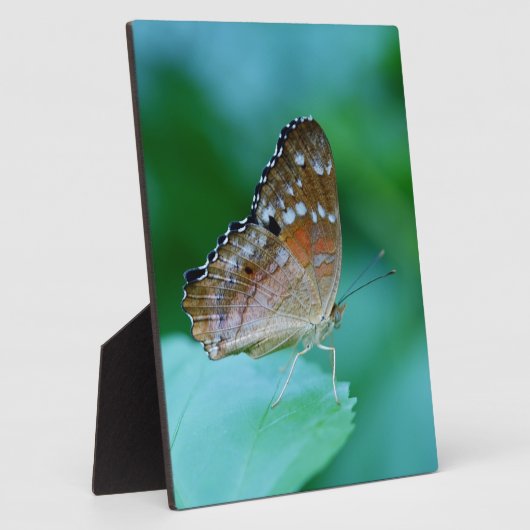 Mooie Danaus Plexippus Butterfly op Leaf. Fotoplaat (Zijkant)