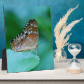 Mooie Danaus Plexippus Butterfly op Leaf. Fotoplaat (Zijkant)