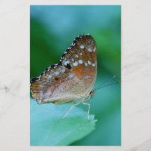 Mooie Danaus Plexippus Vlinder op Blad.