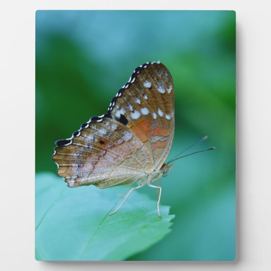 Mooie Danaus Plexippus Vlinder op Blad. Fotoplaat (Voorkant)