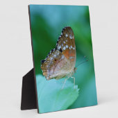 Mooie Danaus Plexippus Vlinder op Blad. Fotoplaat (Zijkant)