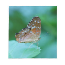 Mooie Danaus Plexippus Vlinder op Blad.