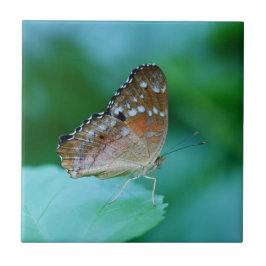 Mooie Danaus Plexippus Vlinder op Blad. Tegeltje