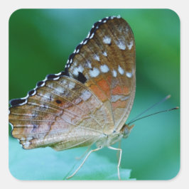 Mooie Danaus Plexippus Vlinder op Blad. Vierkante Sticker
