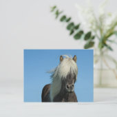 Mooie de Natuur van het Toerisme van het Paard van Briefkaart (Staand voorkant)