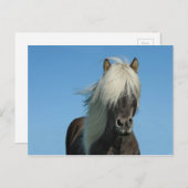 Mooie de Natuur van het Toerisme van het Paard van Briefkaart (Voorkant / Achterkant)