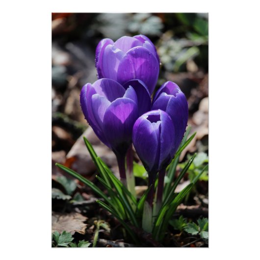 Mooie Deep Paarse Spring Crocus Flowers Perfect Poster (Voorkant)