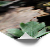 Mooie Deep Paarse Spring Crocus Flowers Perfect Poster (Hoek)