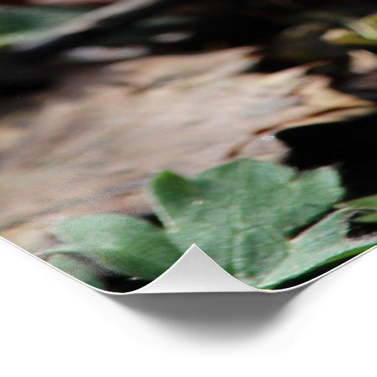 Mooie Deep Paarse Spring Crocus Flowers Perfect Poster (Hoek)