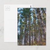 Mooie dennenbomen briefkaart (Voorkant / Achterkant)