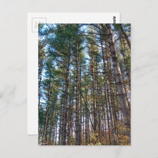 Mooie dennenbomen briefkaart (Voorkant / Achterkant)