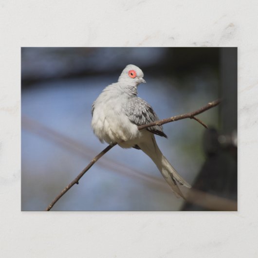 Mooie diamantduif briefkaart (Voorkant)