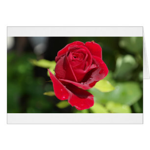 Mooie diepe rode roos