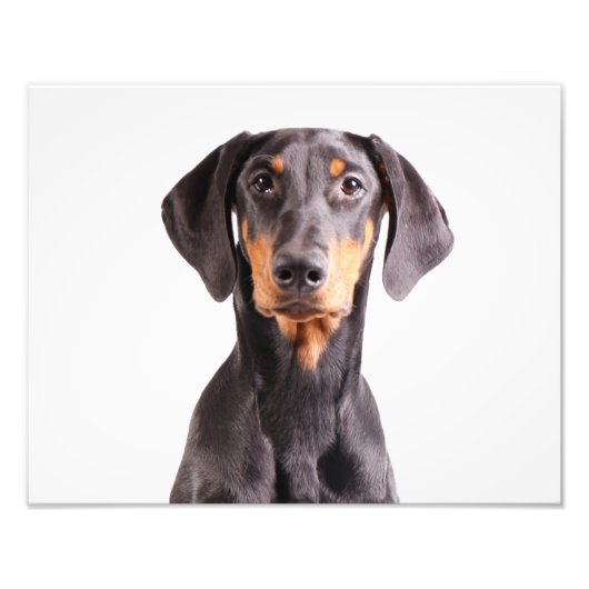 Mooie doberman pinscher foto afdruk (Voorkant)