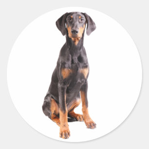 Mooie doberman pinscher ronde sticker