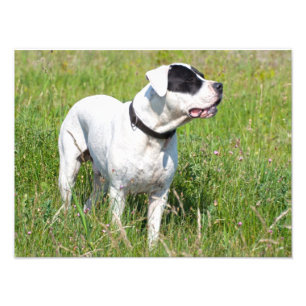 Mooie Dogo Argentino Foto Afdruk