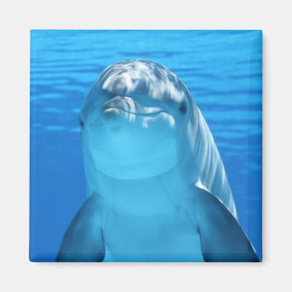 Mooie dolfijn magneet