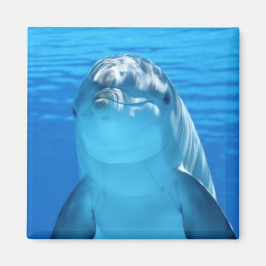 Mooie dolfijn magneet (Voorkant)