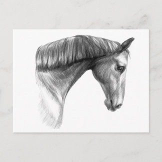  mooie donkere paard briefkaart