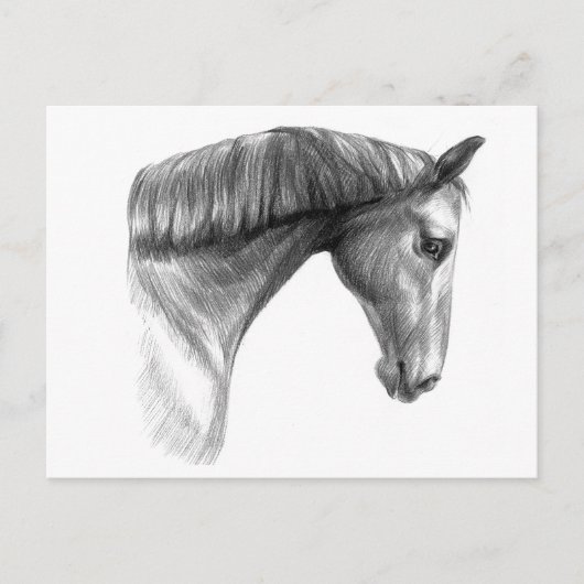 mooie donkere paard briefkaart (Voorkant)