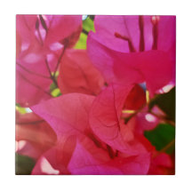 Mooie donkerroze ventilator Bougainvillea