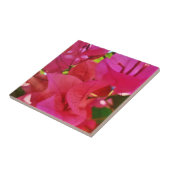 Mooie donkerroze ventilator Bougainvillea Tegeltje (Zijkant)