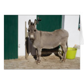 Mooie Donkey (Voorkant Horizontaal)