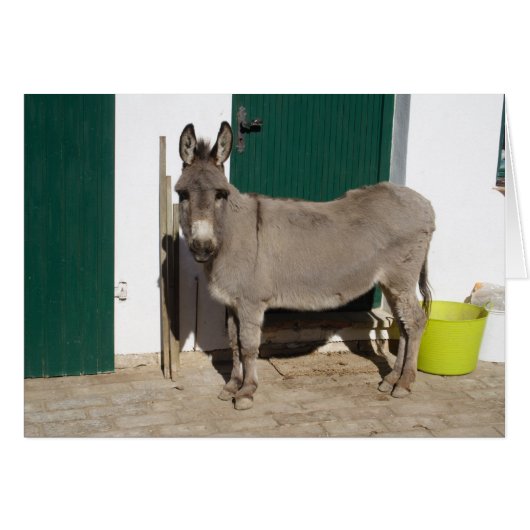 Mooie Donkey (Voorkant Horizontaal)