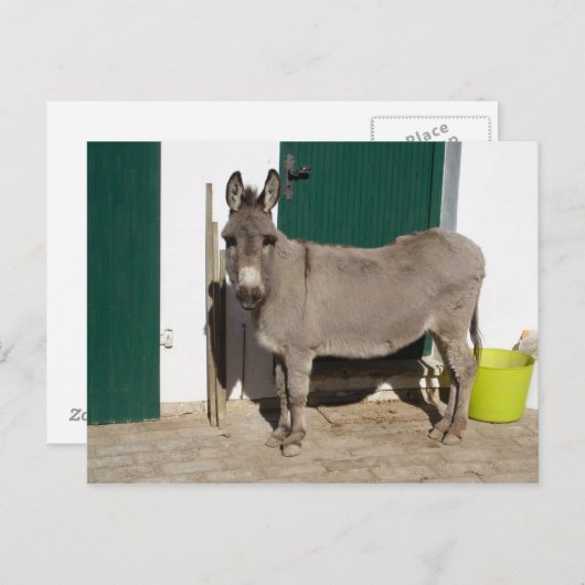 Mooie Donkey Briefkaart (Voorkant / Achterkant)