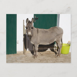Mooie Donkey Briefkaart