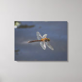 Mooie Dragonfly close-up over water Canvas Afdruk (Voorkant)