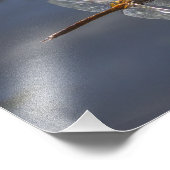 Mooie Dragonfly close-up over water Foto Afdruk (Hoek)