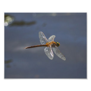 Mooie Dragonfly close-up over water Foto Afdruk