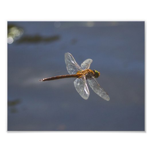 Mooie Dragonfly close-up over water Foto Afdruk (Voorkant)