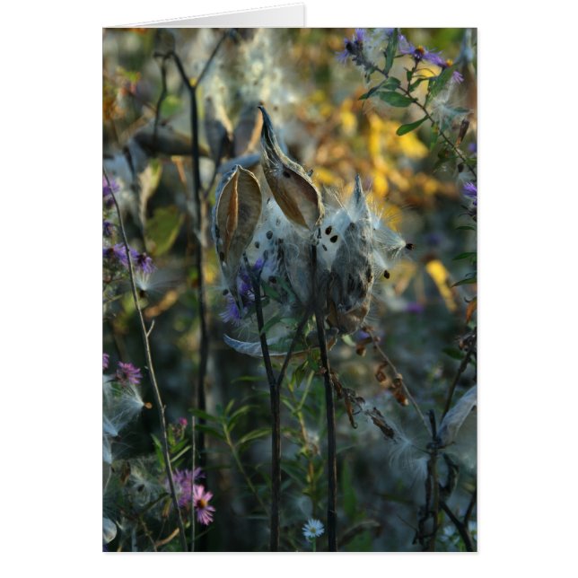 Mooie dromer (Voorkant)