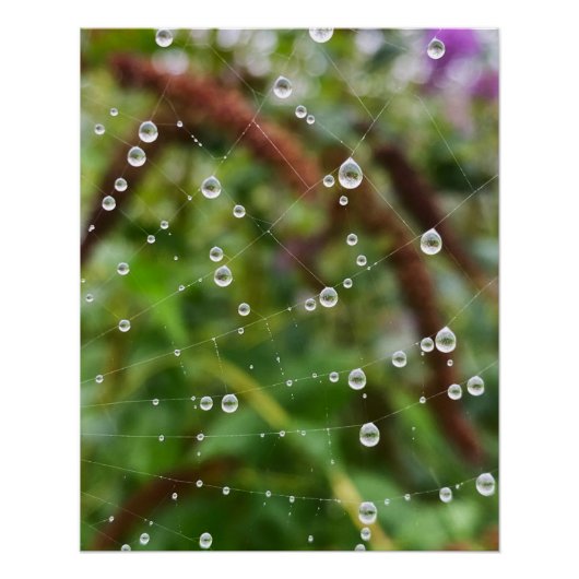 Mooie druppels op spinnenwebdraden perfect poster (Voorkant)