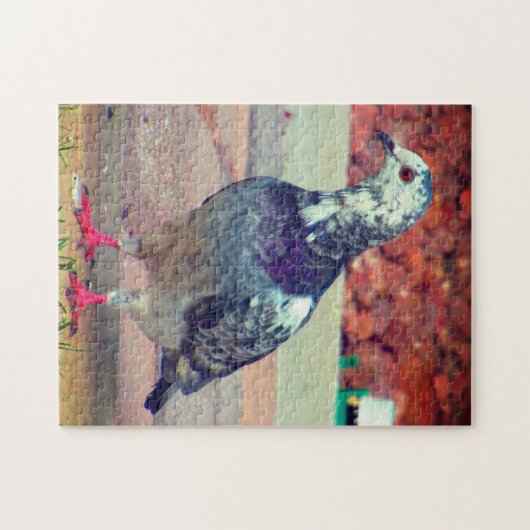 Mooie duif legpuzzel (Horizontaal)