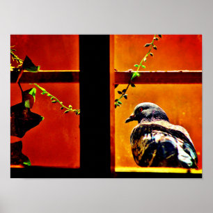 Mooie duif poster