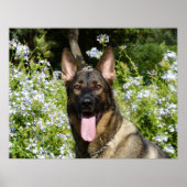 Mooie Duitse herderhond Poster (Voorkant)